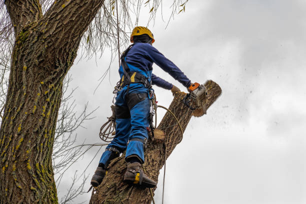 Best Tree Removal Service  in USA